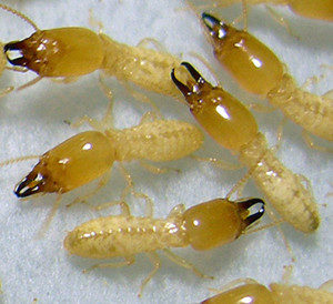 termite pretreatment arizona